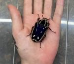 insecte main Bébé insecte deviendra grand