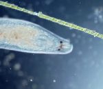 organisme Un ver plat microscopique aspire un rotifère