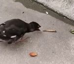 oiseau Un oisillon essaie de manger un ver