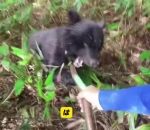 ours japon Cueillette aux champignons perturbée par une ourse