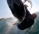 collision Wing Surfer vs Baleine
