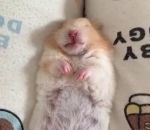 hamster manger Un hamster a un petit creux