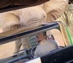 touriste Elephant vs Car de touristes