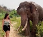 defense Un éléphant repousse une femme 