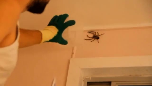 Comment attraper une grosse araignée ?
