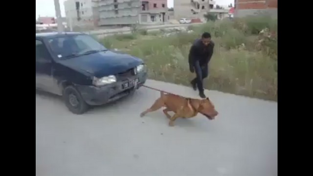 Un pitbull tracte une voiture