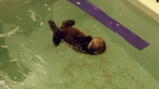 Vidéo du premier bain d'un bébé loutre 