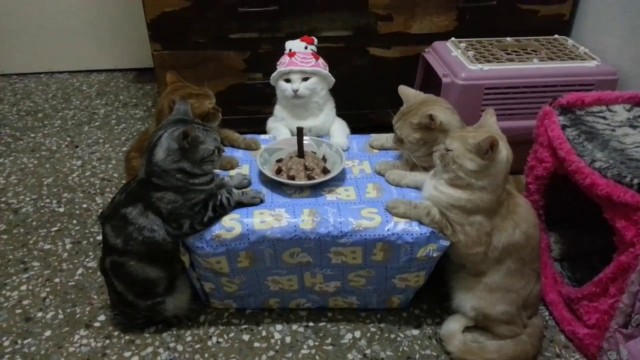 Des chats fêtent un anniversaire