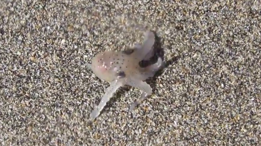 Un bébé pieuvre marche sur le sable