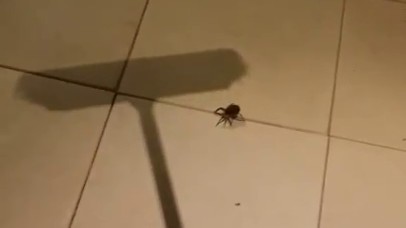 Un homme tue une araignée avec un balai