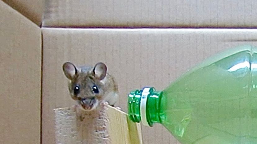 Piège à souris avec une bouteille en plastique