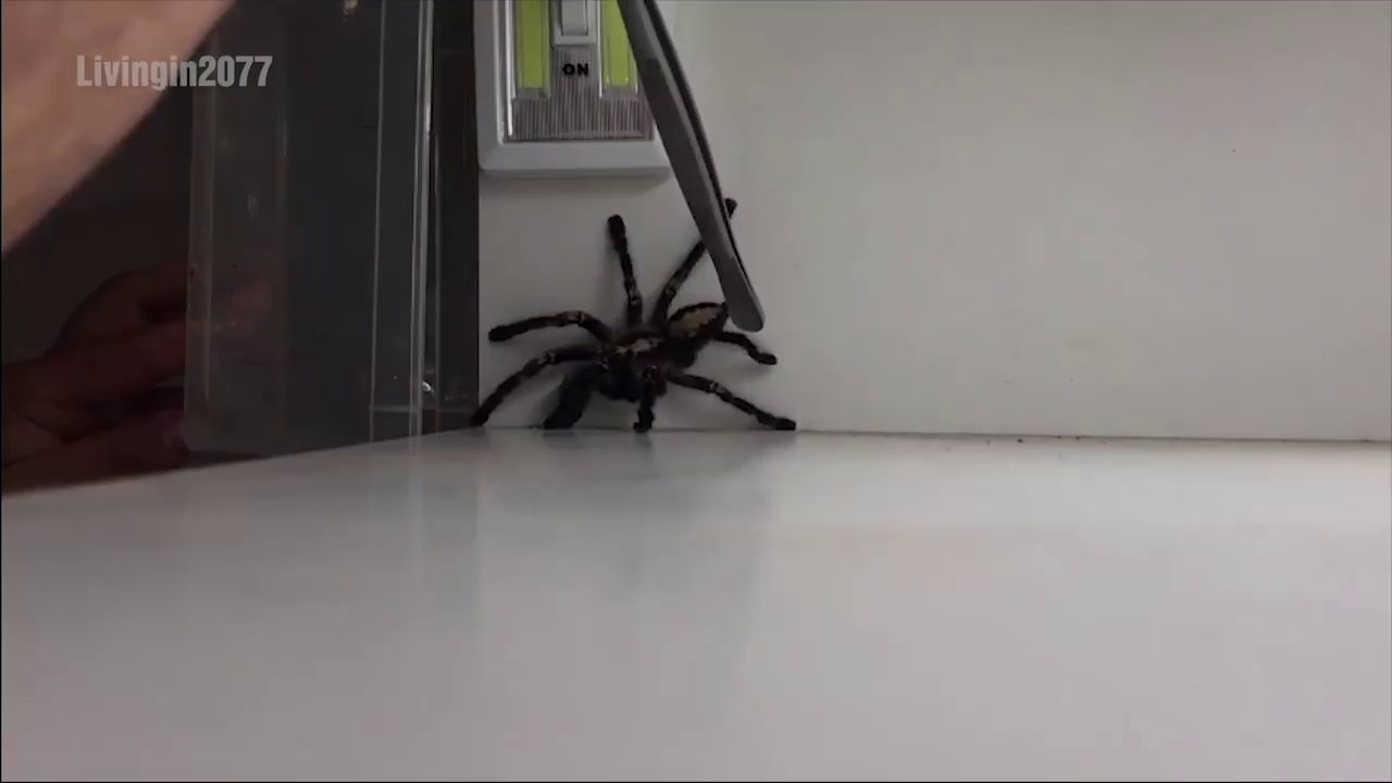 Comment attraper une grosse araignée