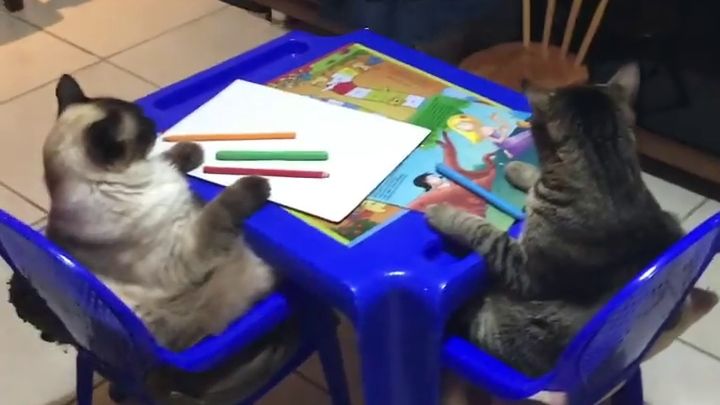 Une fillette apprend à dessiner à des chats