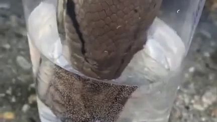 Un serpent boit de l'eau