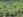 ipfs QmStUDc9Wm4vE9CeAxWrMhLXmaEB7h8y88ws7VBZSuBz2V