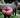 ipfs QmUswM4TBe82QdFiLhtug7GTNY195ydp93hMrUTAFUumUo