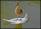 ipfs QmUwLF6d8sF1LmqxBrwi1VWjat4t8UmxBh35T6hZZ3PoXh