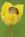 insolite fleur moisson pollen souris tulipe