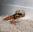 insolite chapeau gecko lezard sable