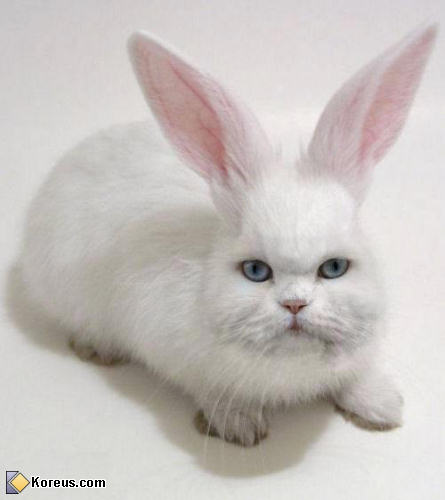 Chat Lapin