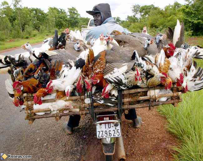 Convoi de poulets