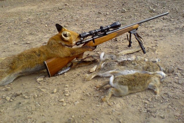 Un renard chasse le lapin