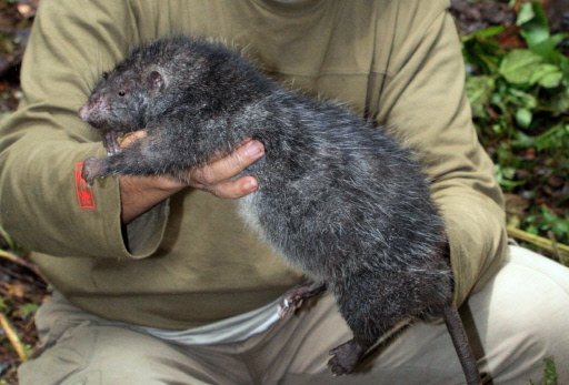 Rat géant découvert en Indonésie