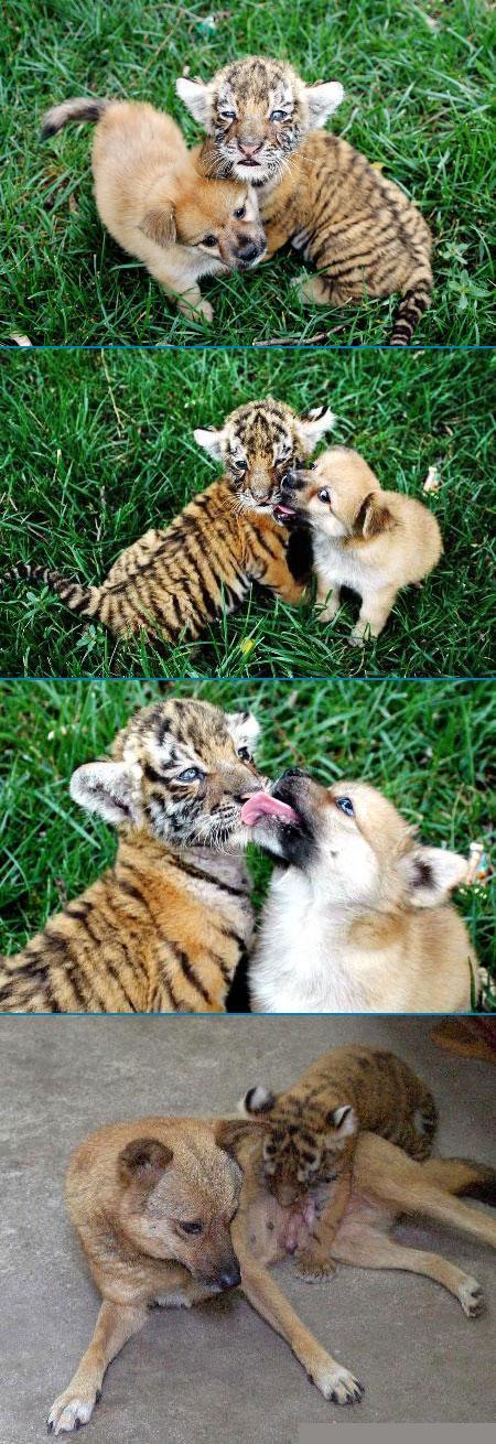 Chiot et bébé tigre