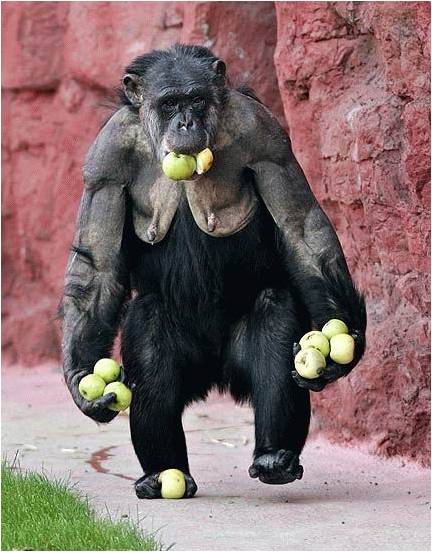 Ce singe aime les pommes