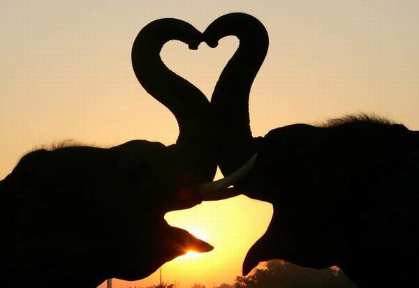 Elephants amoureux