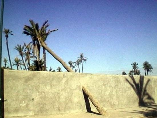 Palmier dans le mur