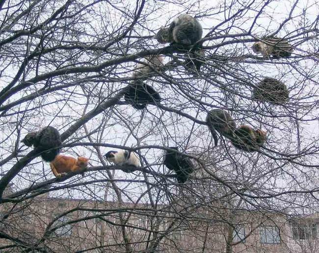 Chats perchés dans un arbre