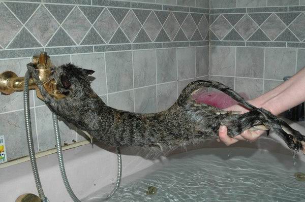 Ce chat n'aime pas le bain