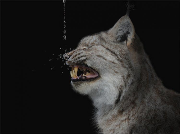 Le lynx n'aime pas l'eau