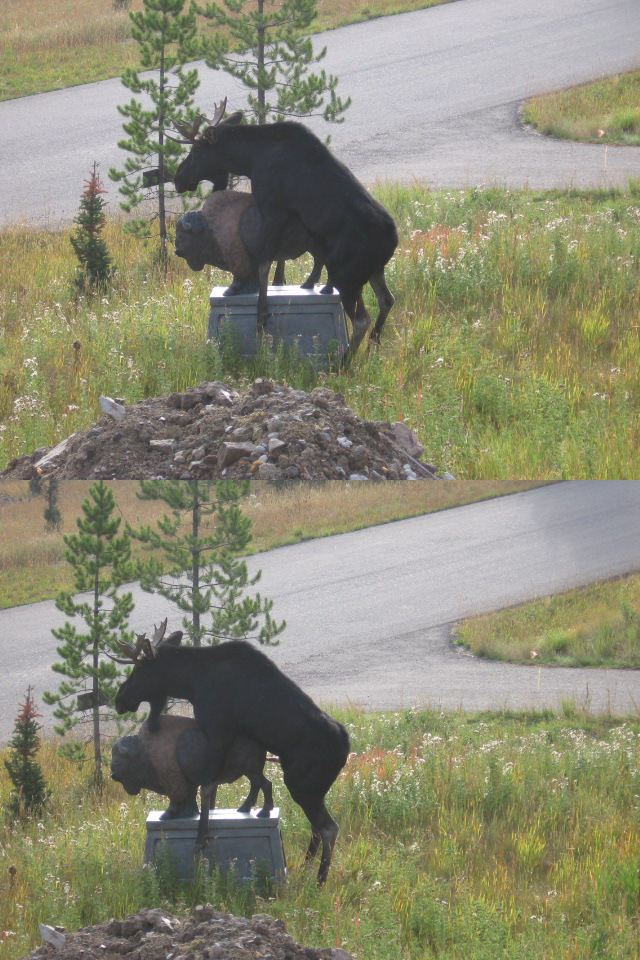 Un élan se tape une statue de bison