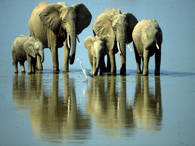 Des éléphants sur l'eau