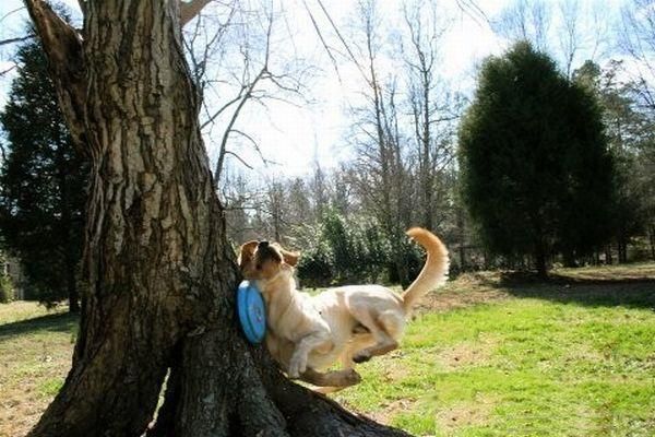Un chien attrape le frisbee et se prend l'arbre
