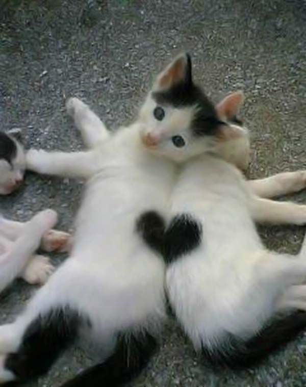 Coeur de chat