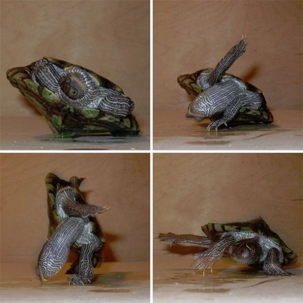 Une tortue fait du breakdance