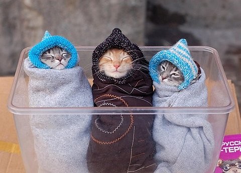 3 chatons au chaud