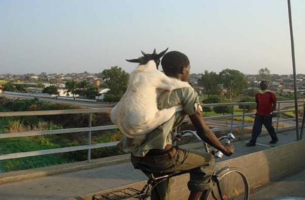Transport de chèvre