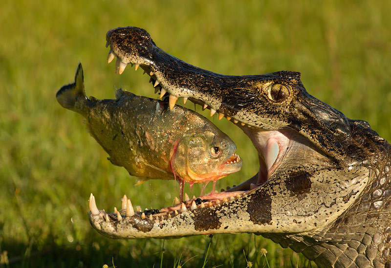 Piranha dans la gueule d'un crocodile