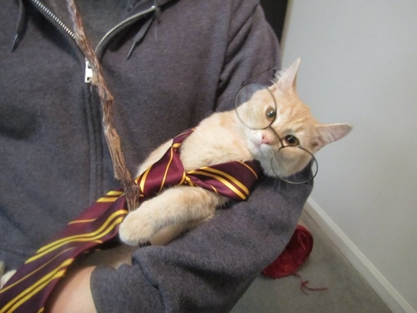Chat Potter