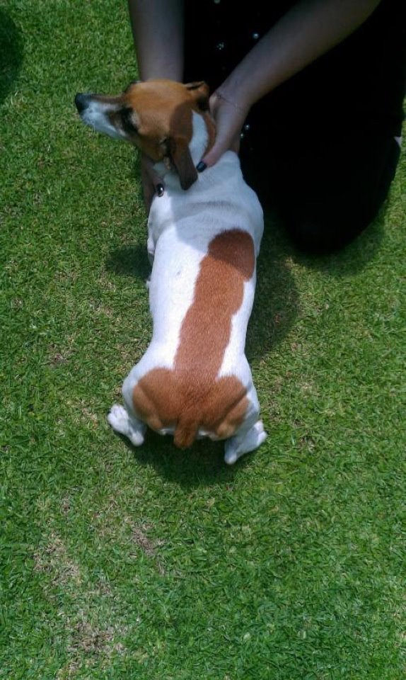 Un chien avec une drôle de tache sur le dos
