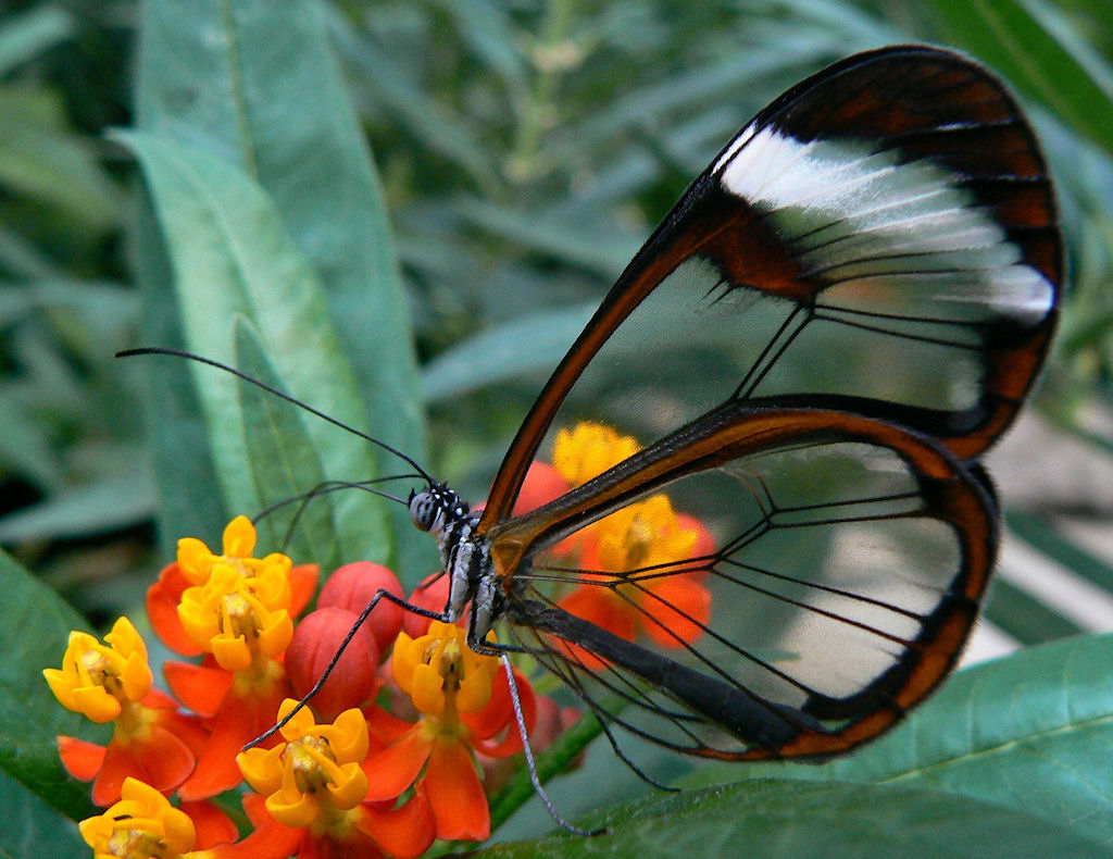 Papillon avec des ailes transparentes (greta oto)
