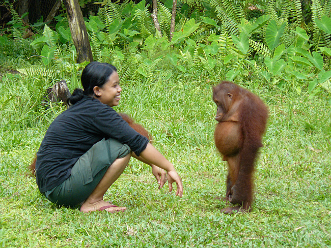 Un bébé Orang-outan a fait une bétise