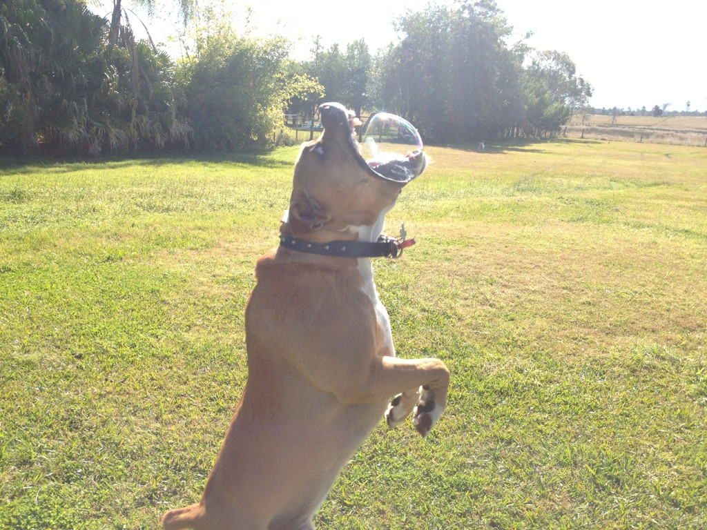 Un chien mord une bulle de savon