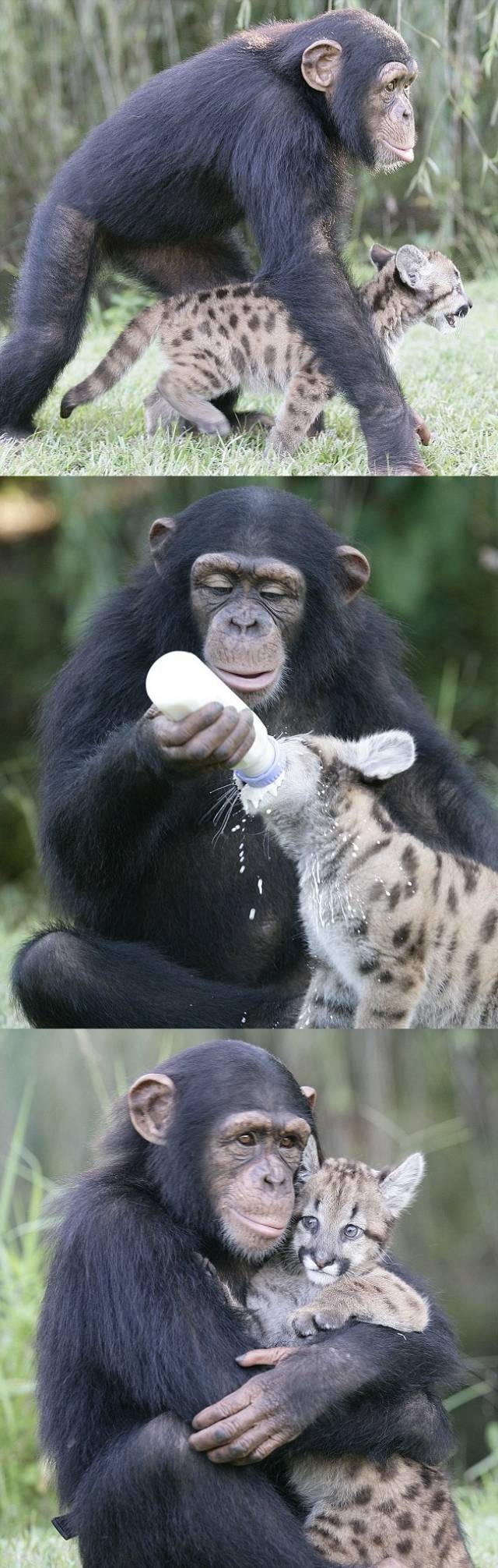 Un chimpanzé s'occupe d'un bébé puma