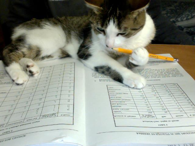 Un chat fait ses devoirs