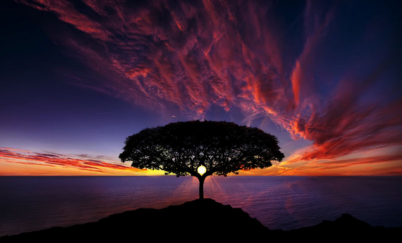 Un arbre devant un coucher de soleil